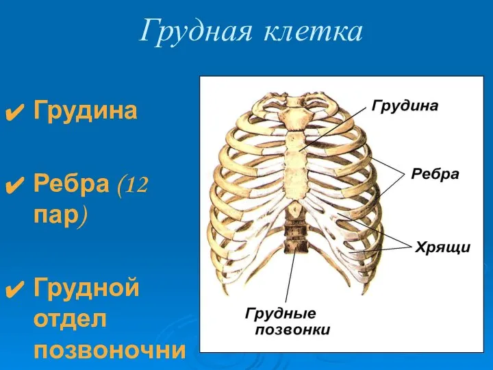 Грудная клетка Грудина Ребра (12 пар) Грудной отдел позвоночника