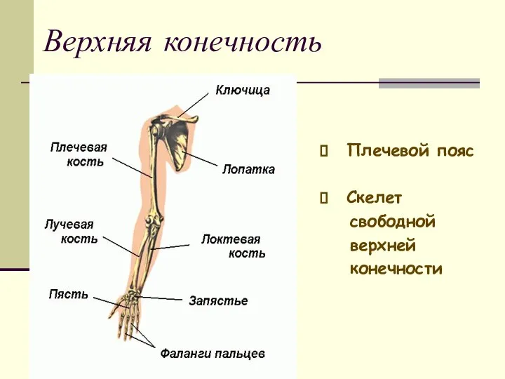 Верхняя конечность Плечевой пояс Скелет свободной верхней конечности