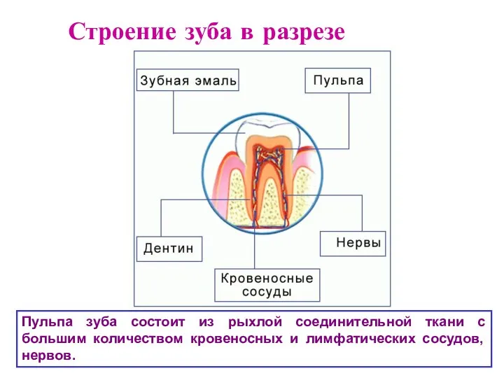 Строение зуба в разрезе Пульпа зуба состоит из рыхлой соединительной ткани