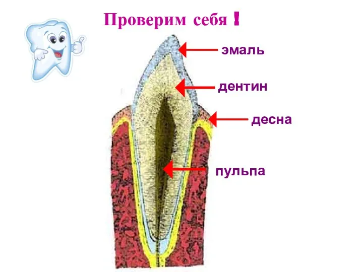 эмаль дентин десна пульпа Проверим себя !