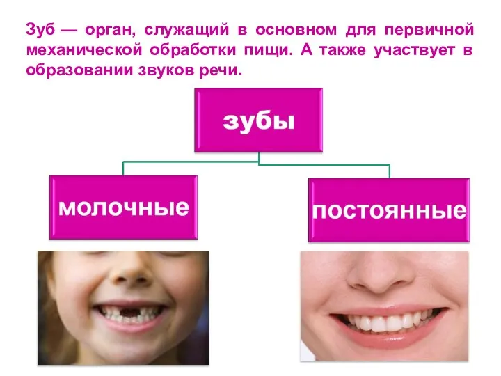 Зуб — орган, служащий в основном для первичной механической обработки пищи.