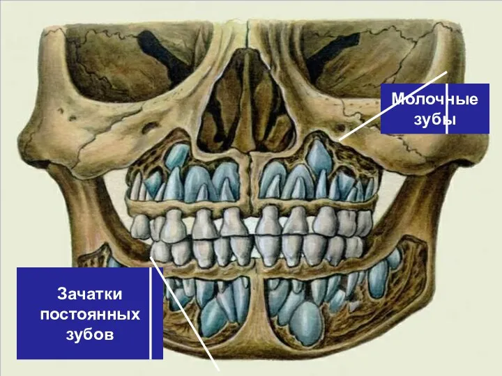 Молочные зубы Зачатки постоянных зубов