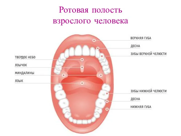 Ротовая полость взрослого человека