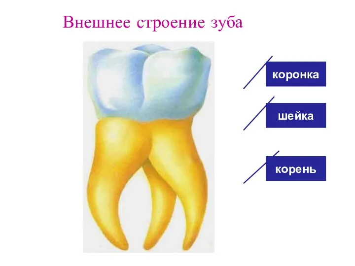 Внешнее строение зуба коронка шейка корень