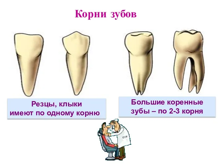 Резцы, клыки имеют по одному корню Большие коренные зубы – по 2-3 корня Корни зубов