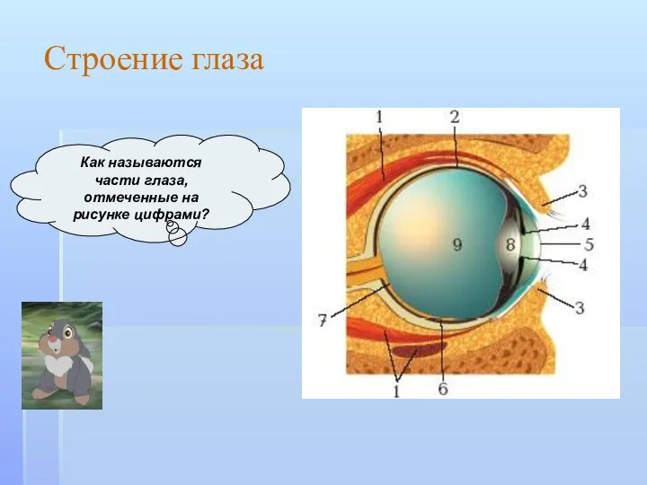 Как называются части глаза, отмеченные на рисунке цифрами? Строение глаза