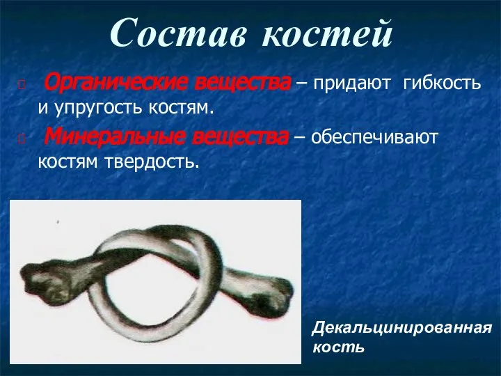 Состав костей Органические вещества – придают гибкость и упругость костям. Минеральные