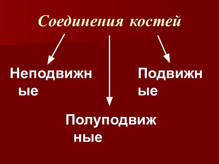 Соединения костей Неподвижные Полуподвижные Подвижные