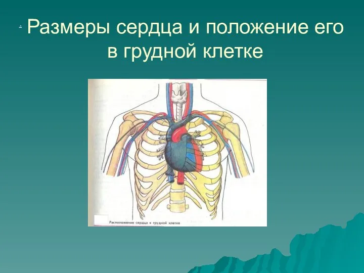 Размеры сердца и положение его в грудной клетке .