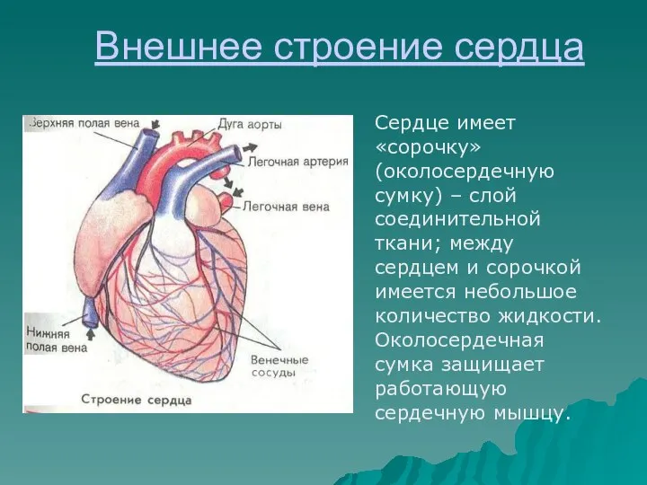 Внешнее строение сердца Сердце имеет «сорочку» (околосердечную сумку) – слой соединительной