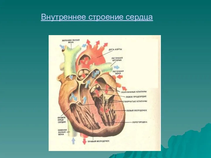 Внутреннее строение сердца