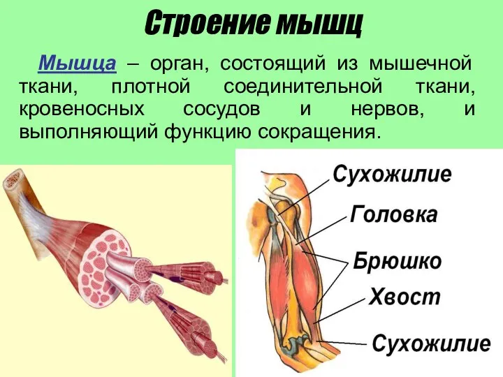 Строение мышц Мышца – орган, состоящий из мышечной ткани, плотной соединительной