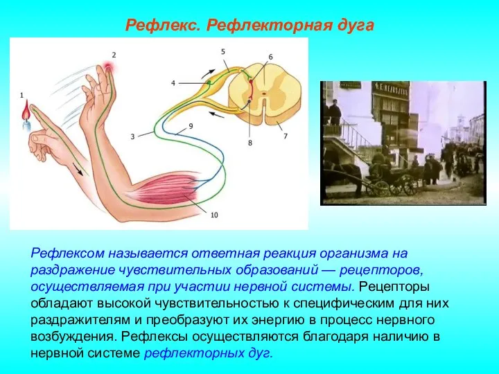 Рефлекс. Рефлекторная дуга Рефлексом называется ответная реакция организма на раздражение чувствительных