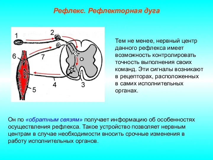 Рефлекс. Рефлекторная дуга Тем не менее, нервный центр данного рефлекса имеет