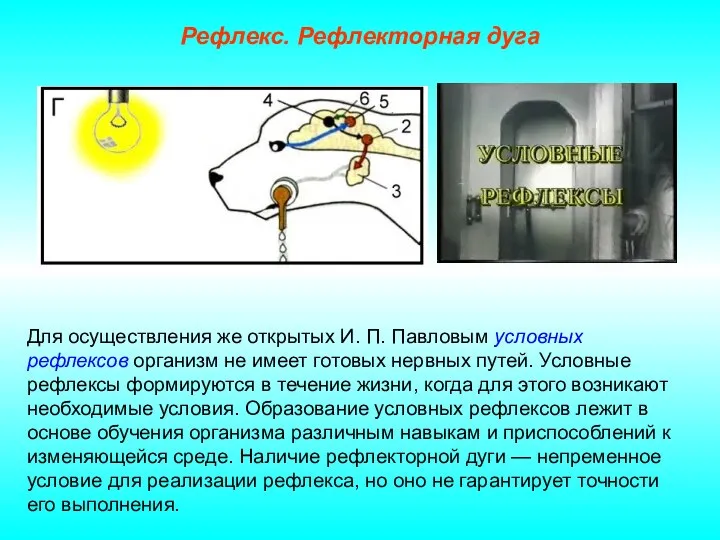 Рефлекс. Рефлекторная дуга Для осуществления же открытых И. П. Павловым условных