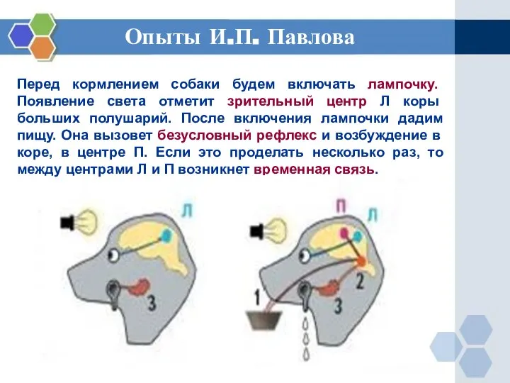 Перед кормлением собаки будем включать лампочку. Появление света отметит зрительный центр