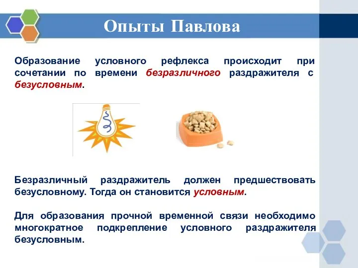 Опыты Павлова Образование условного рефлекса происходит при сочетании по времени безразличного