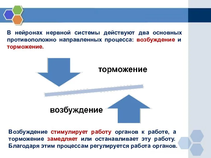 В нейронах нервной системы действуют два основных противоположно направленных процесса: возбуждение