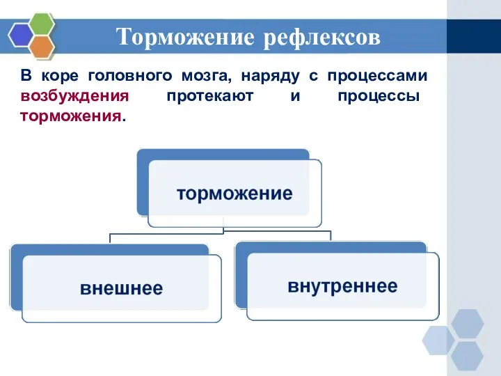 Торможение рефлексов В коре головного мозга, наряду с процессами возбуждения протекают и процессы торможения.