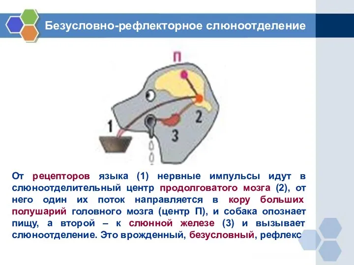 От рецепторов языка (1) нервные импульсы идут в слюноотделительный центр продолговатого