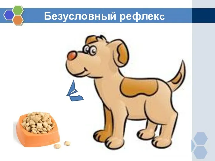 Безусловный рефлекс