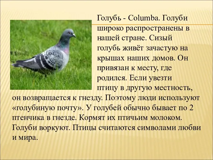 Голубь - Columba. Голуби широко распространены в нашей стране. Сизый голубь