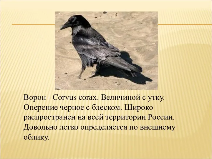 Ворон - Corvus corax. Величиной с утку. Оперение черное с блеском.