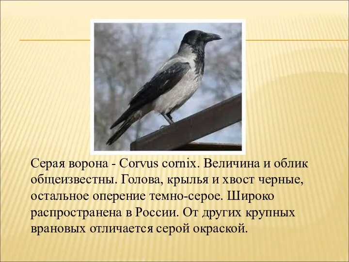 Серая ворона - Corvus cornix. Величина и облик общеизвестны. Голова, крылья