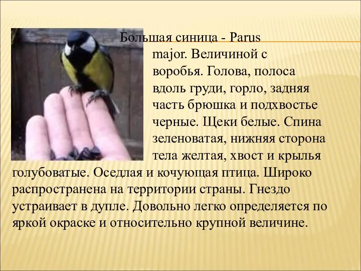 Большая синица - Parus major. Величиной с воробья. Голова, полоса вдоль