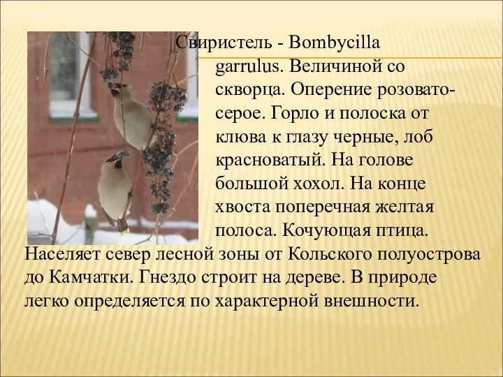 Свиристель - Воmbусillа garrulus. Величиной со скворца. Оперение розовато- серое. Горло