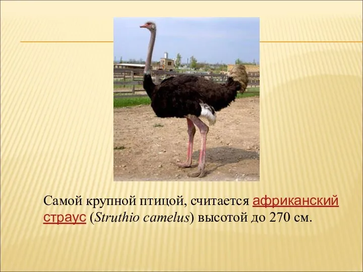 Самой крупной птицой, считается африканский страус (Struthio camelus) высотой до 270 см.