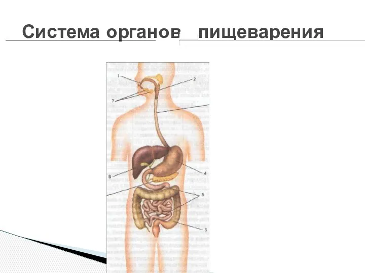 Система органов пищеварения