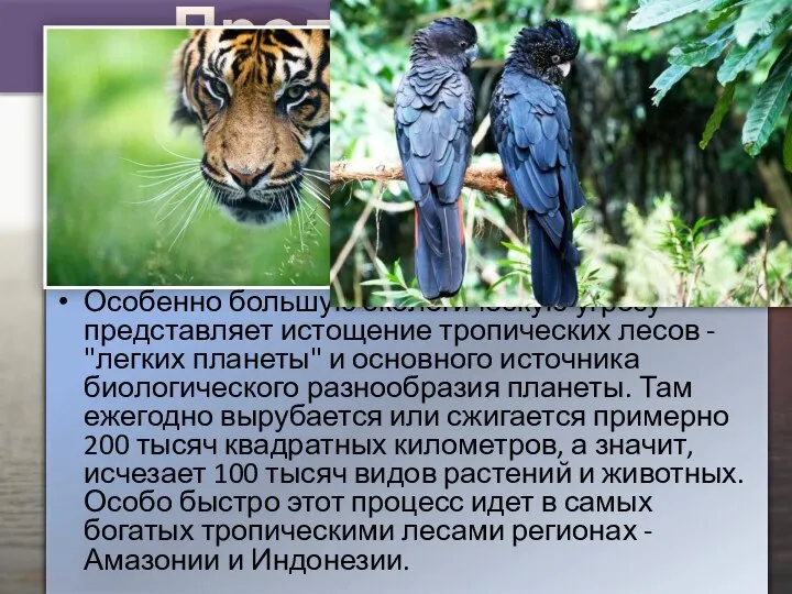 Продолжение Особенно большую экологическую угрозу представляет истощение тропических лесов - "легких