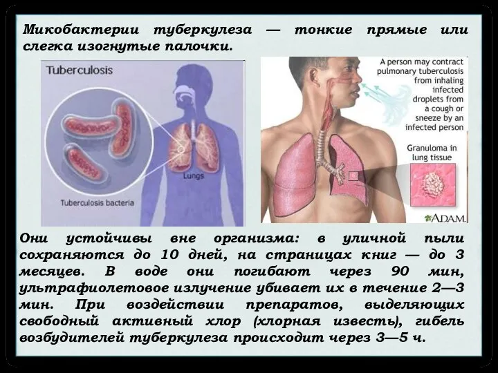 Они устойчивы вне организма: в уличной пыли сохраняются до 10 дней,