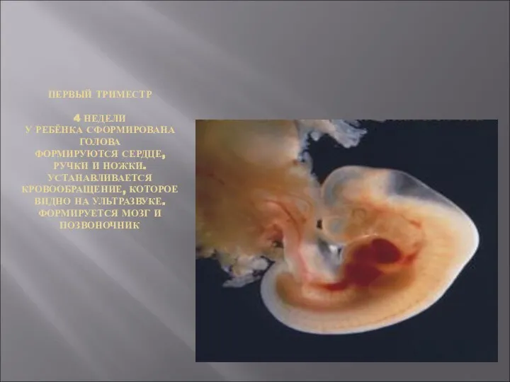 ПЕРВЫЙ ТРИМЕСТР 4 НЕДЕЛИ У РЕБЁНКА СФОРМИРОВАНА ГОЛОВА ФОРМИРУЮТСЯ СЕРДЦЕ, РУЧКИ