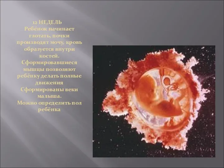 12 НЕДЕЛЬ Ребёнок начинает глотать, почки производят мочу, кровь образуется внутри