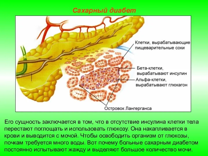 Его сущность заключается в том, что в отсутствие инсулина клетки тела