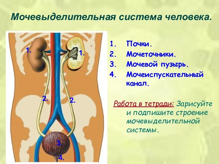 Мочевыделительная система человека. 1. 2. 3. 4. 1. 2. Почки. Мочеточники.