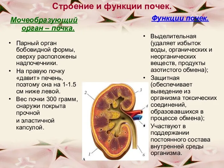 Строение и функции почек. Мочеобразующий орган – почка. Парный орган бобовидной