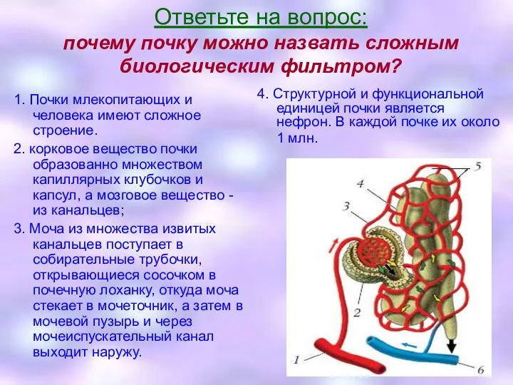 Ответьте на вопрос: почему почку можно назвать сложным биологическим фильтром? 1.