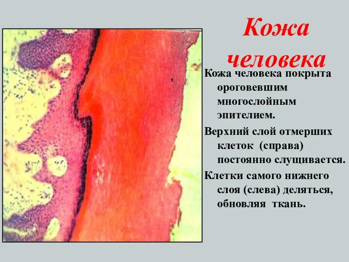 Кожа человека Кожа человека покрыта ороговевшим многослойным эпителием. Верхний слой отмерших