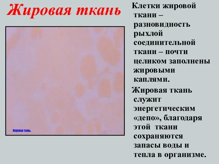 Жировая ткань Клетки жировой ткани – разновидность рыхлой соединительной ткани –