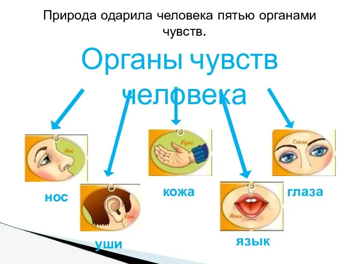 Природа одарила человека пятью органами чувств. Органы чувств человека