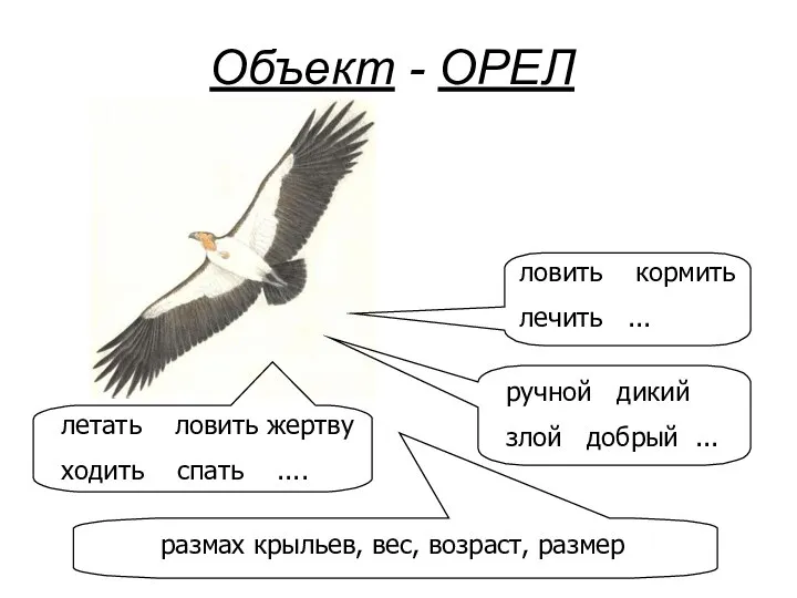 Объект - ОРЕЛ летать ловить жертву ходить спать .... ловить кормить