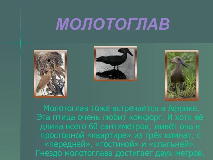 МОЛОТОГЛАВ Молотоглав тоже встречается в Африке. Эта птица очень любит комфорт.