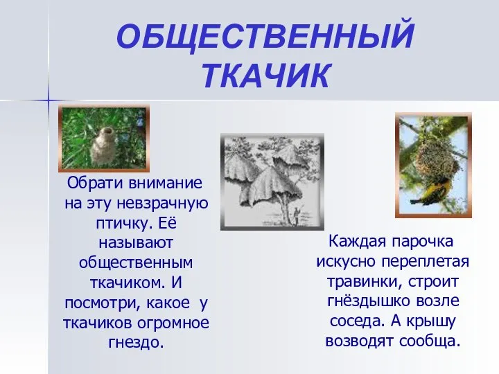 ОБЩЕСТВЕННЫЙ ТКАЧИК Обрати внимание на эту невзрачную птичку. Её называют общественным