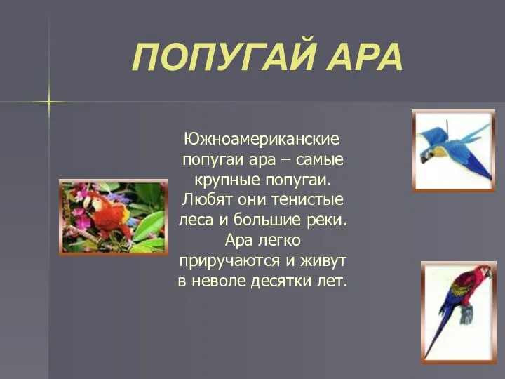 ПОПУГАЙ АРА Южноамериканские попугаи ара – самые крупные попугаи. Любят они