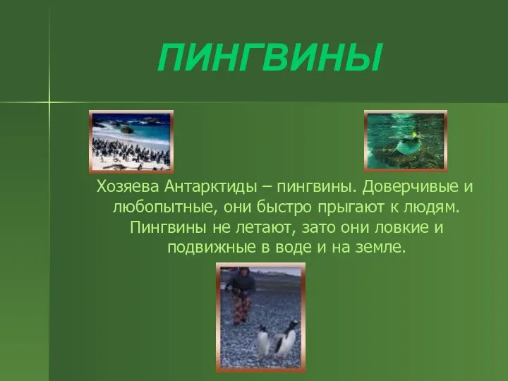 ПИНГВИНЫ Хозяева Антарктиды – пингвины. Доверчивые и любопытные, они быстро прыгают