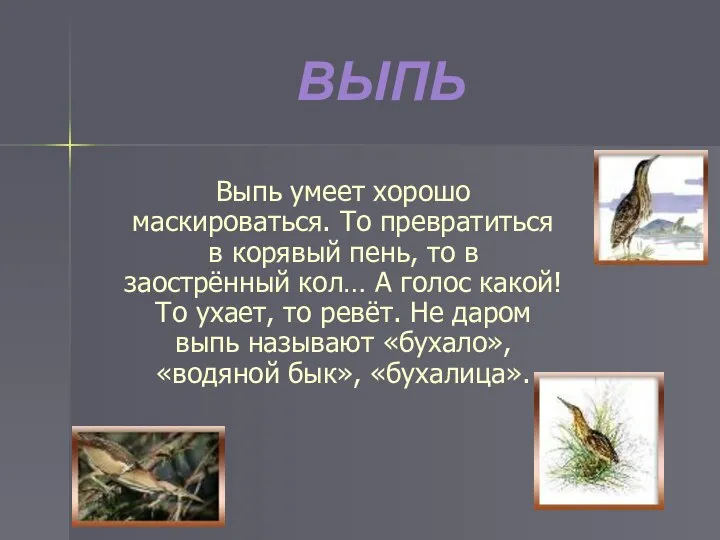 ВЫПЬ Выпь умеет хорошо маскироваться. То превратиться в корявый пень, то