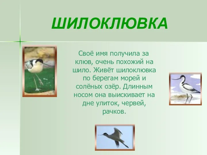 ШИЛОКЛЮВКА Своё имя получила за клюв, очень похожий на шило. Живёт